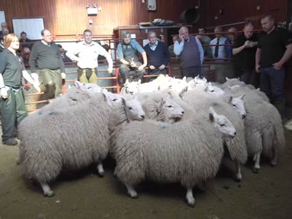 Champion North Country Cheviots from Messrs Martindale, Land Farm.