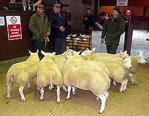 Sorbie Beltex lambs