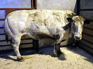 British Blue cow