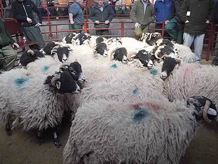 Sheep in the sale ring also from Hayclose