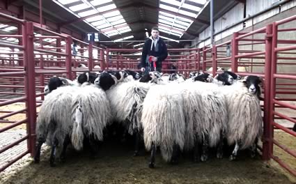 W Tinning showing the champion pens of Swaledales from Claremont Properties, Hayclose