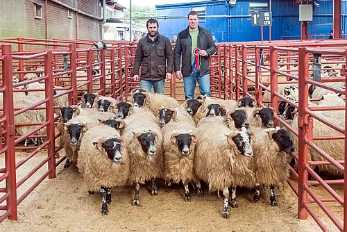 Champion Lambs from Stoneraise Farming
