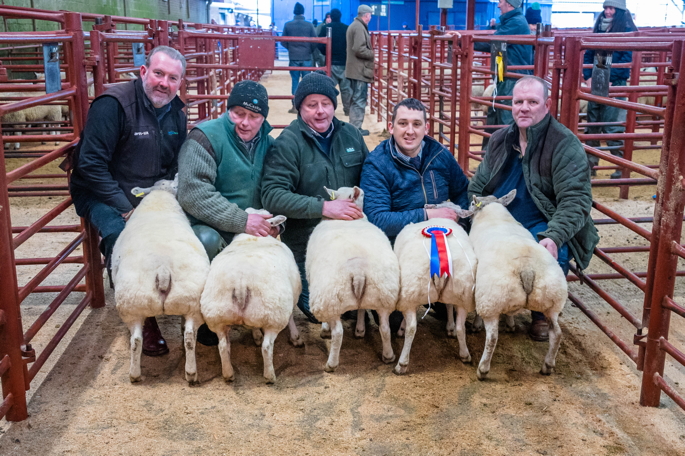 Champion Lambs from Messrs Cavers, Sorbie
