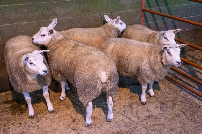 Reserve Champion Texel lambs consigned by Messrs Ward, Whitonestone Hill