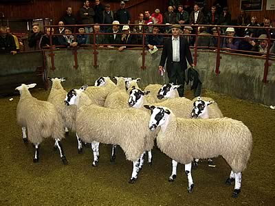 ohn James, Midtodhills, Roadhead with his champion pen of North of England Mule Ewe Lambs