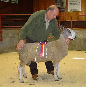 Champion Bluefaced Leicester
