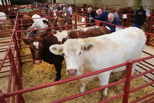 Awaiting the sale, Ballylinney Tessa (3,000gns) in the foreground