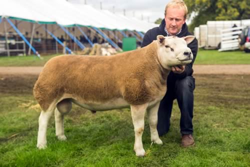Top price ram for Longtown sold in ring 19 for £2800, consigned by Messrs Weir, Mainside 