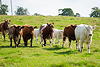some_cows_with_calves.