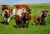 some_cows_with_calves