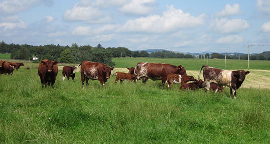 The Gregors Herd