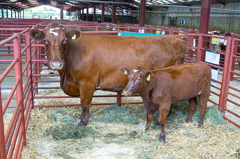 Top Price beef shorthorn