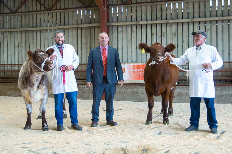 champion beef shorthorn