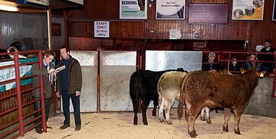 Auctioneer Ryan Roddan and the Judge Jeff Story, the cattle L to R are the Reserve Champion from John Mitchell, the Charolais is the 1st prize other Continental bullock from Greystoke Castle Farms.