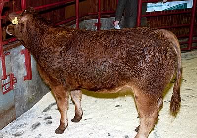 Champion Limousin heifer from James Latimer