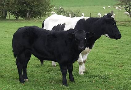 top priced cow and calf from R.W. & M. Carruthers, Blacksmiths Cottage