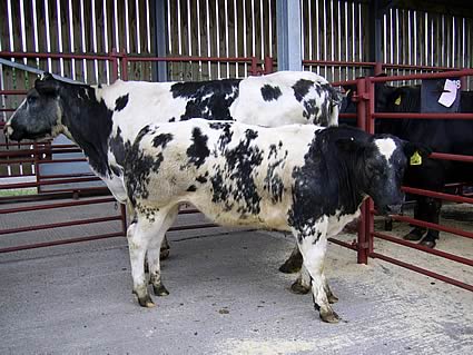 ritish Blue cow with British Blue heifer calf from G. McGimpsey & Co., D'Mainholm, which sold at £2,050.