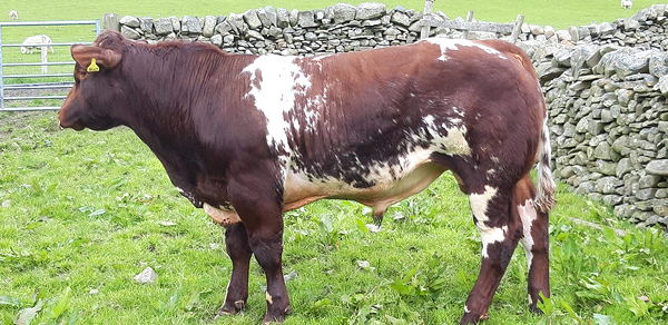 Beef Shorthorn Lot 30