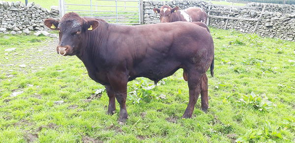 Beef Shorthorn Lot 31