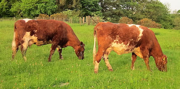 Beef Shorthorn Lots 22 & 23