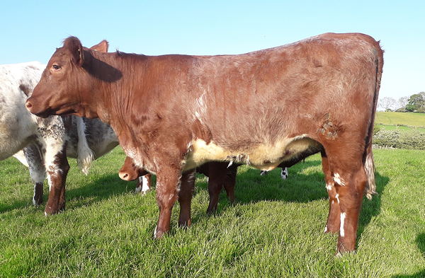 Beef Shorthorn Lot 13 