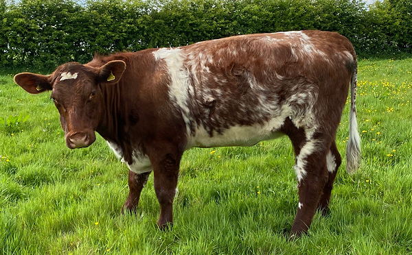 Beef Shorthorn Lot 14 