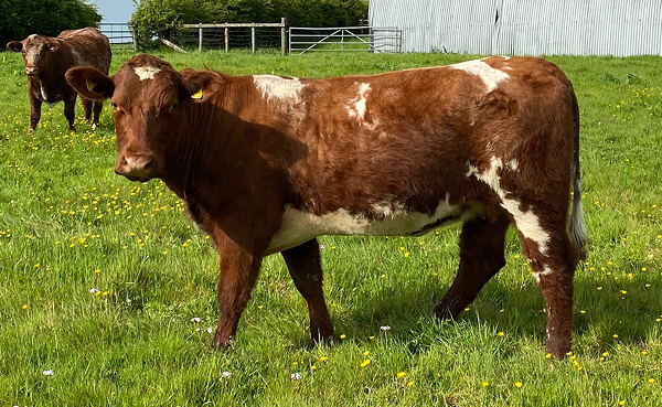 Beef Shorthorn Lot 15 