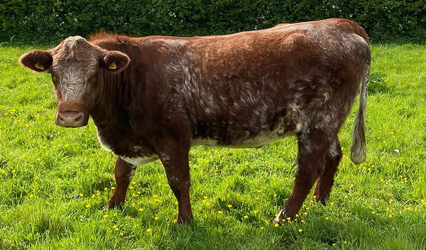 Beef Shorthorn Lot 16 