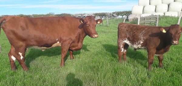 Beef Shorthorn Lot 27 