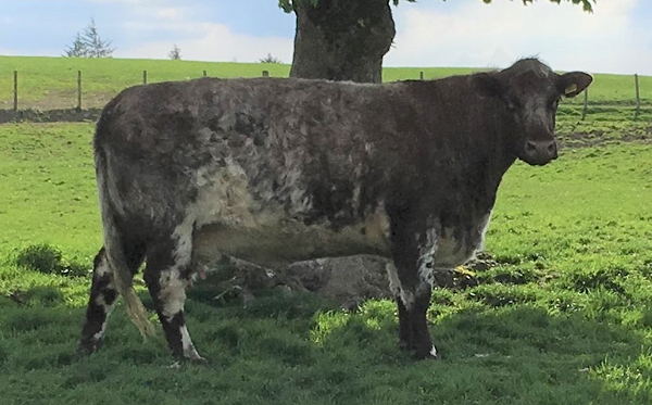 Beef Shorthorn Lot 28 