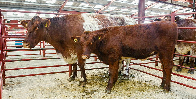 Beef Shorthorn Cow and Calf