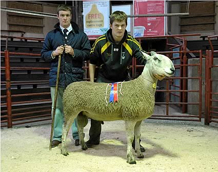 Champion Bluefaced Leicester Shearling