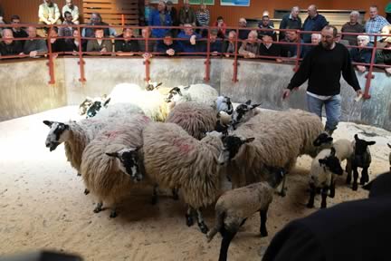 1st prize pen of mule hoggs with lambs from Messrs Ridsdale