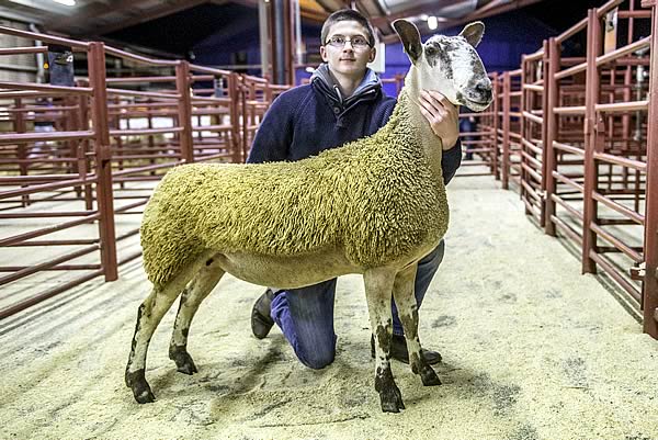 Top price Bluefaced Leicester sold for £1200 from J Wight and Sons Midlock - sired by a homebred tup and inlamb to Midlock Mustang