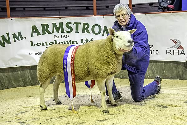 Champion Texel and top price sold for £1300 - from Mrs E Dunlop, Searigg Flock - sire Stonebridge Tiger and inlamb to Clantibuies Vintage 