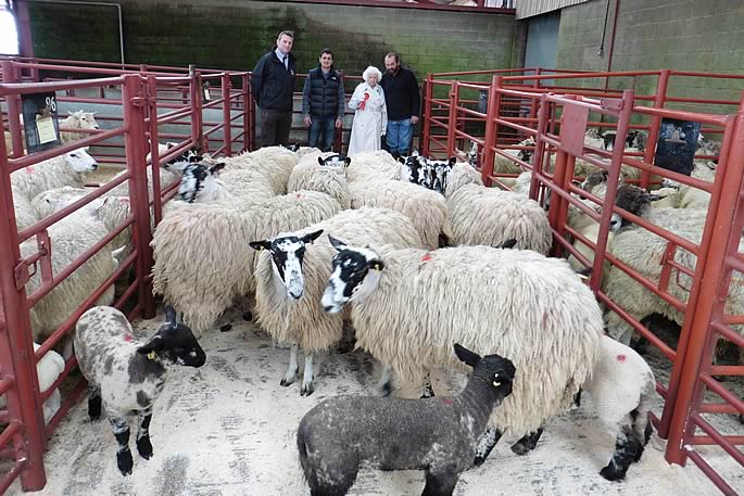 1st prize Greyface hoggs with lambs