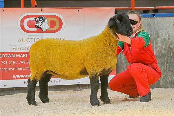 Champion Female sold for 2,500gns