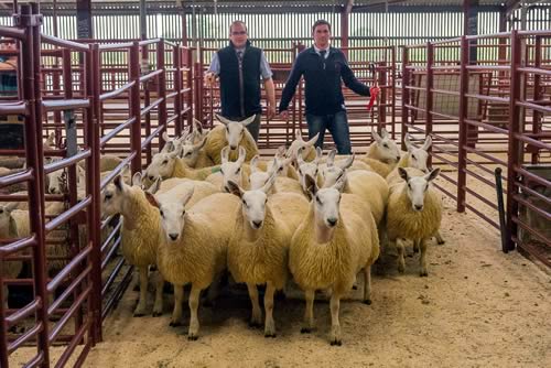 1st Prize Ewe Lambs from P W Hedley, Swinside Townfoot - sold for £182 to Messrs Moralee