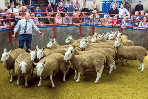 Joint top price Shearlings £210 per head from G.B. Milroy, Mains of Machermore 