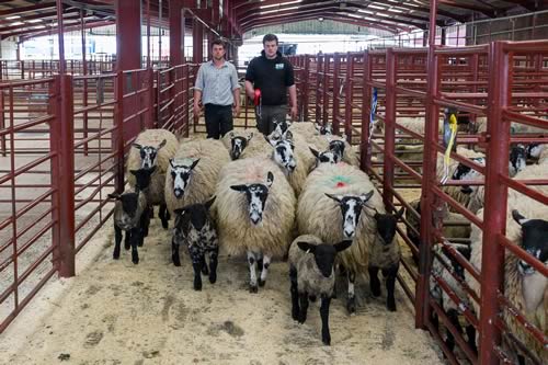 First prize pen of 10 Mule hoggs with lambs from Mr Ridsdale, Yewtree Farm, Penrith