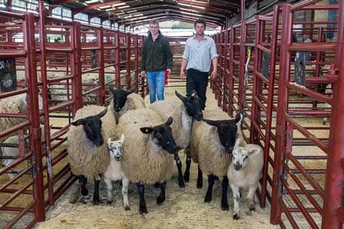 First prize pen of suffolk hoggs Messrs Taylor, The Harras