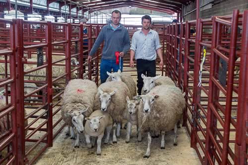 First prize pen of 5 Texel hoggs with lambs from J. & L. Nicholson, Cobble Hall Barn
