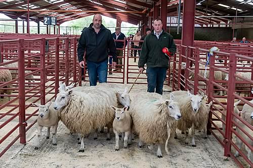 First Prize Continental hoggs with lambs - Harrison, Aimshaugh 