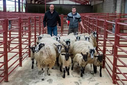 First Prize Greyface hoggs with lambs - Ridsdale, Yewtree 