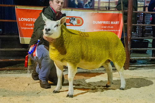 lot 37 Champion from S Renwick sold for 2000gns