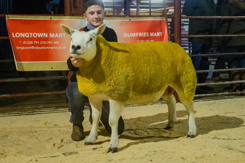 Lot 36 Reserve Champion from K Wight sold for 240 gns