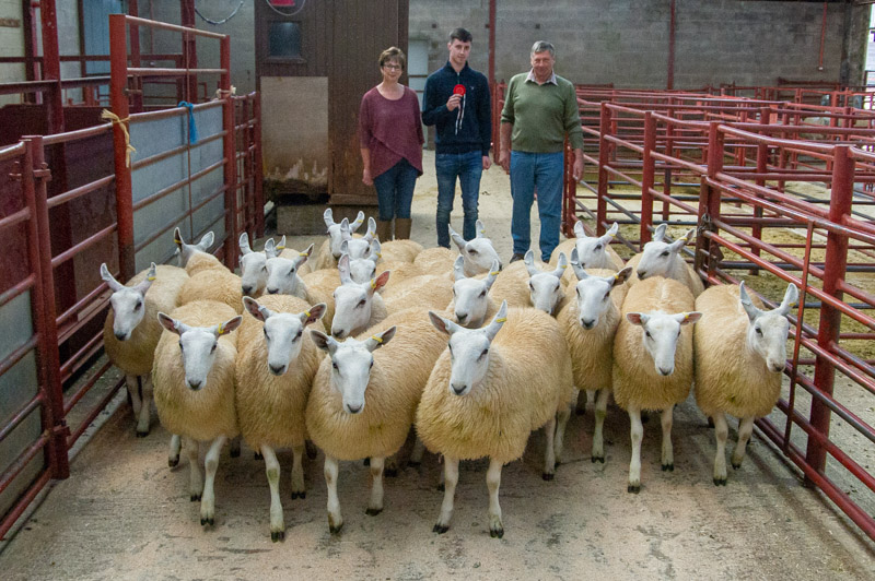 Cheviot Mule ewe lambs from R & JM Ridley Ranbeck