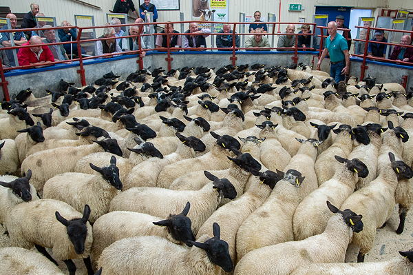 Suffolk x Store Lambs