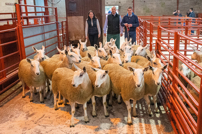 First prize pen of shearlings Over Finlarg