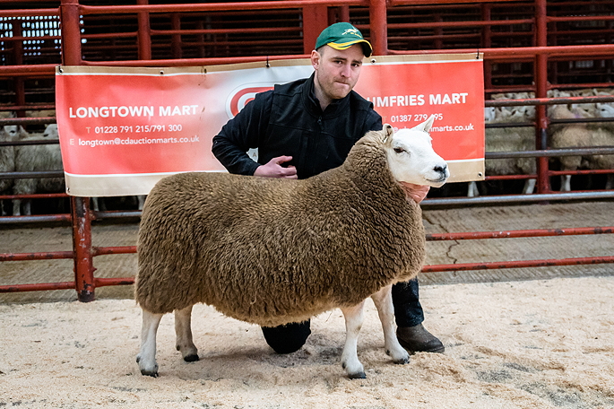 Overall Champion from Cochrane Castle Crawford Three Crop Ewe sold for 1400gns